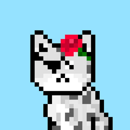 Solana Strays #251